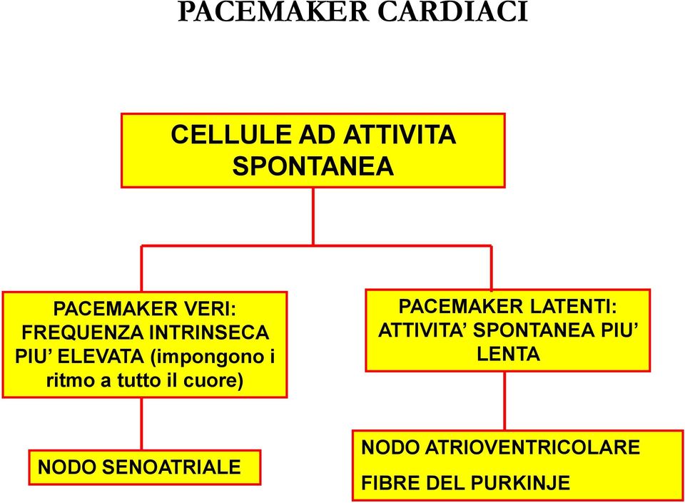 tutto il cuore) PACEMAKER LATENTI: ATTIVITA SPONTANEA PIU