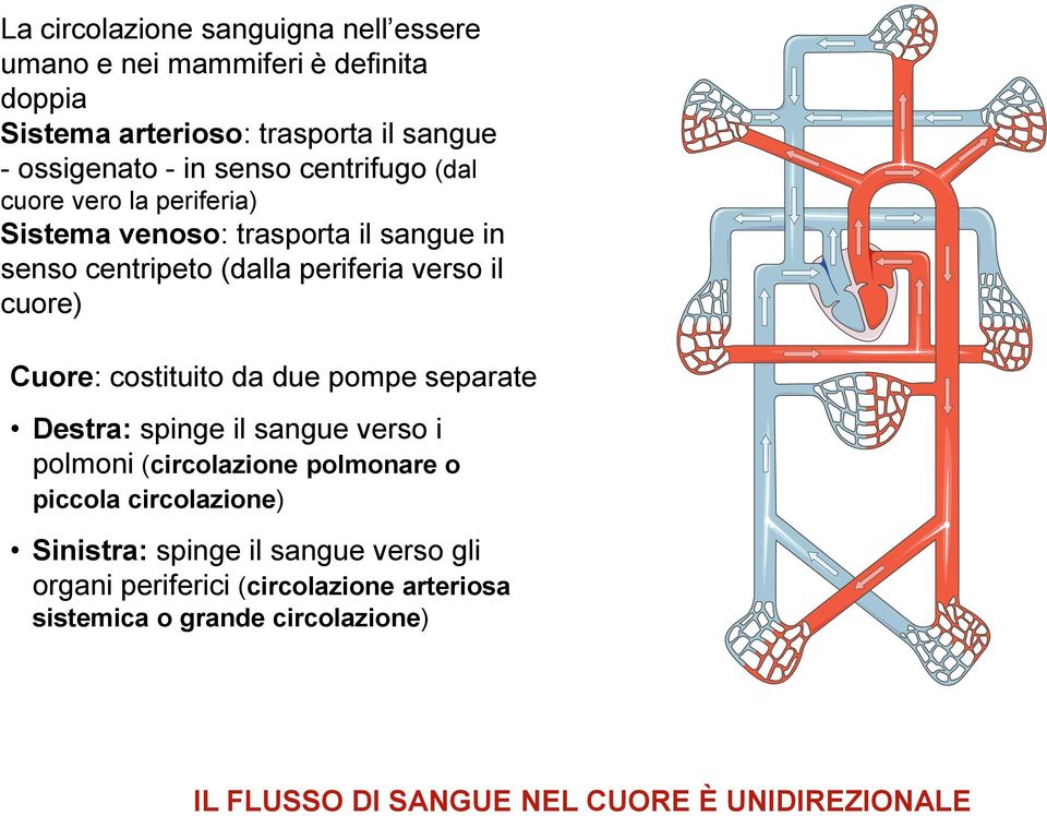 Cuore: costituito da due pompe separate Destra: spinge il sangue verso i polmoni (circolazione polmonare o piccola circolazione) Sinistra: