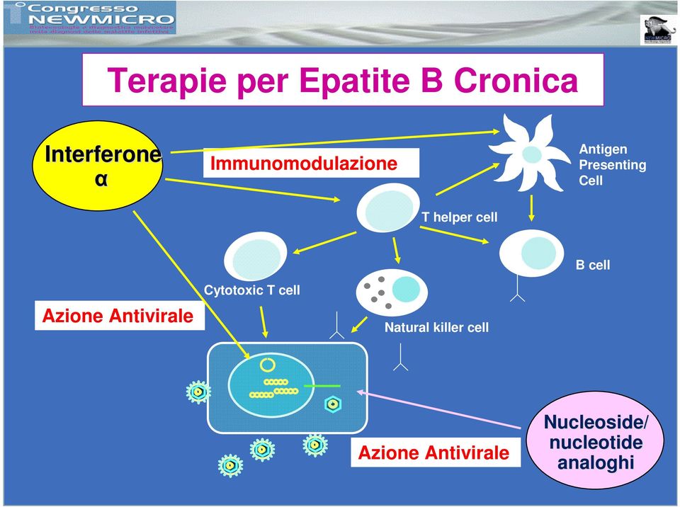 cell B cell Azione Antivirale Cytotoxic T cell