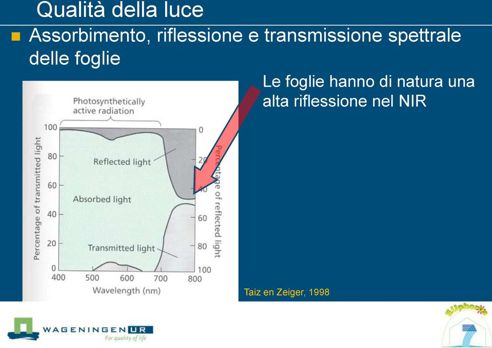 delle foglie Le foglie hanno di natura