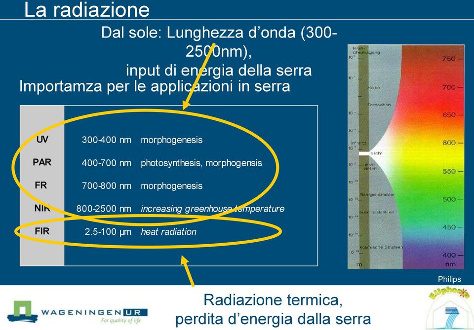 photosynthesis, morphogensis FR 700-800 nm morphogenesis NIR 800-2500 nm increasing