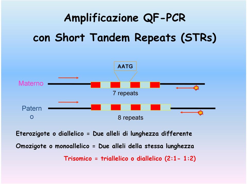 di lunghezza differente Omozigote o monoallelico = Due alleli
