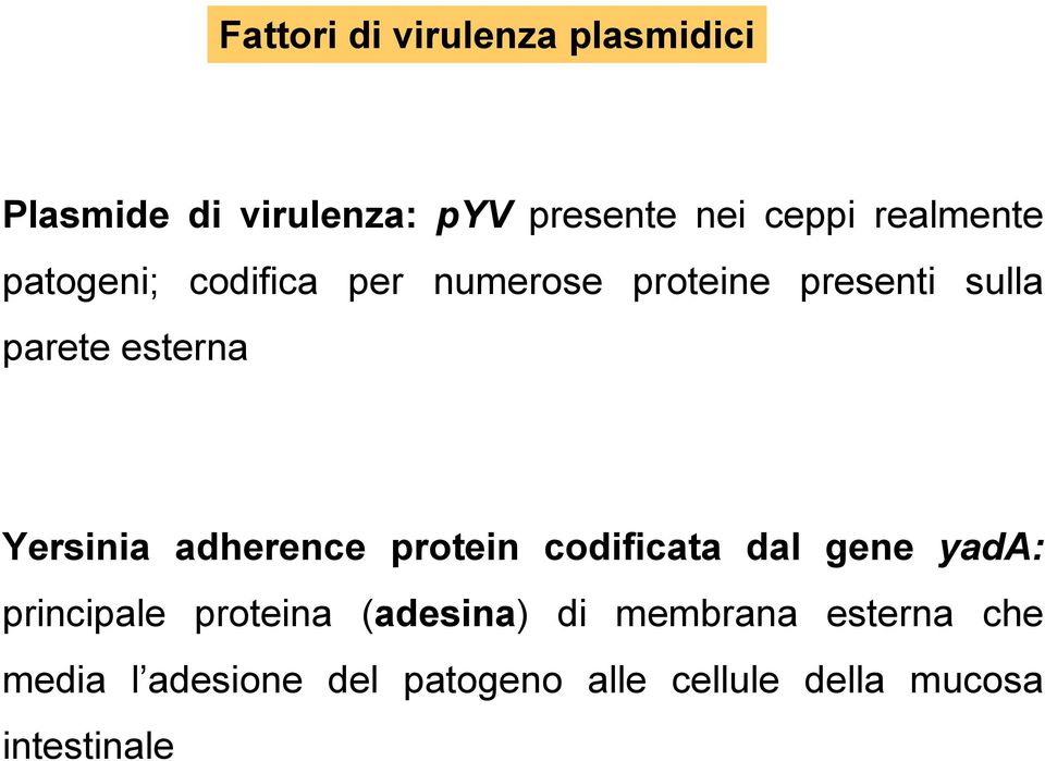 Yersinia adherence protein codificata dal gene yada: principale proteina (adesina)