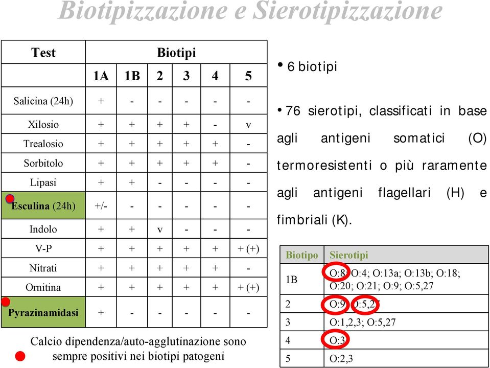 dipendenza/auto-agglutinazione sono sempre positivi nei biotipi patogeni 76 sierotipi, classificati in base agli antigeni somatici (O) termoresistenti o più