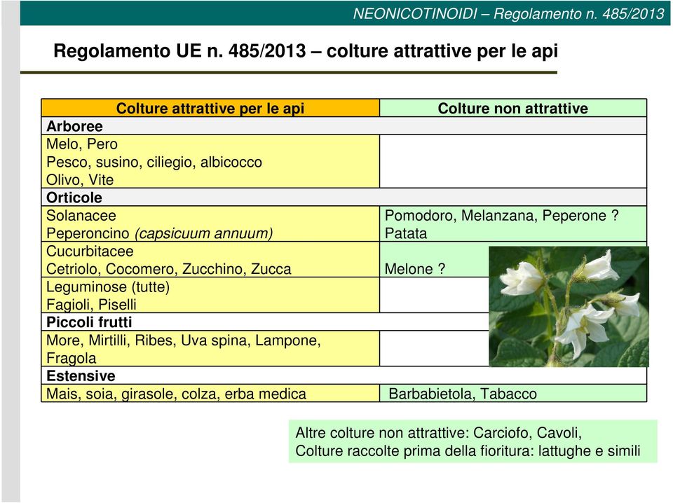 Peperoncino (capsicuum annuum) Cucurbitacee Cetriolo, Cocomero, Zucchino, Zucca Melone?