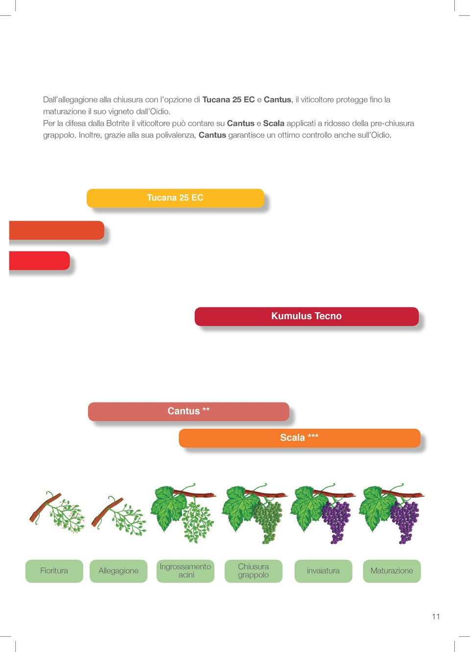 Per la difesa dalla Botrite il viticoltore può contare su Cantus e Scala applicati a ridosso della pre-chiusura grappolo.