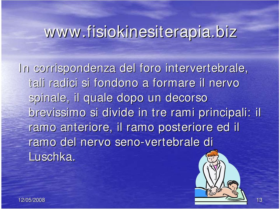 divide in tre rami principali: il ramo anteriore, il ramo