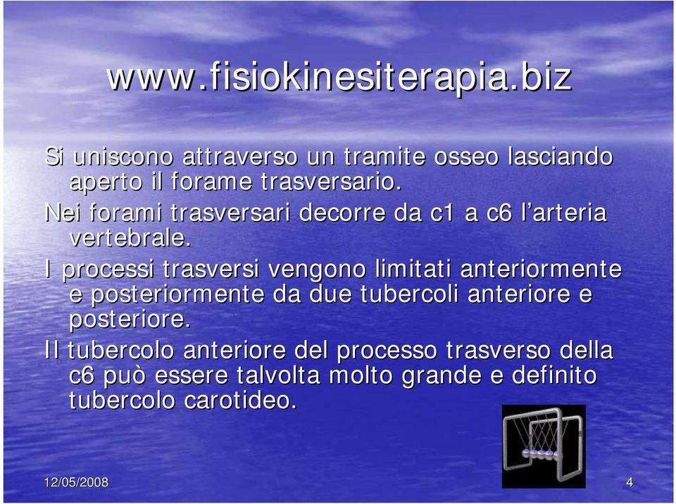 I processi trasversi vengono limitati anteriormente e posteriormente da due tubercoli anteriore e