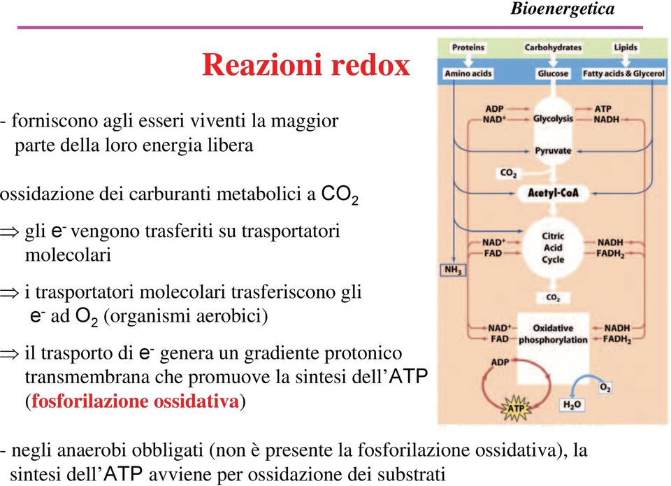 aerobici) il trasporto di e - genera un gradiente protonico transmembrana che promuove la sintesi dell ATP (fosforilazione