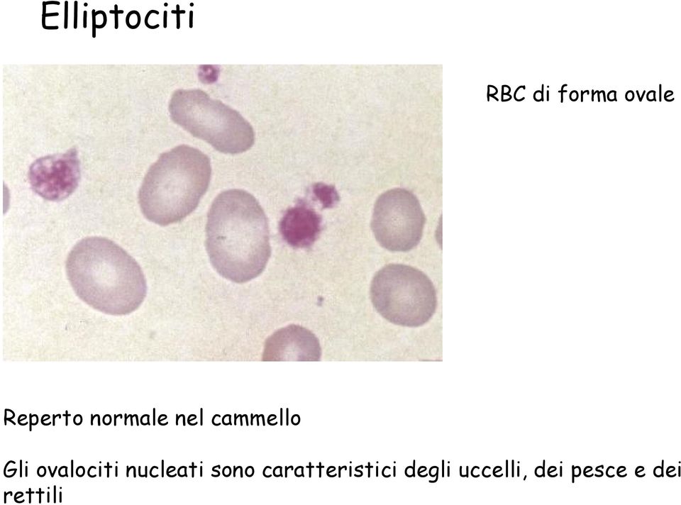 ovalociti nucleati sono