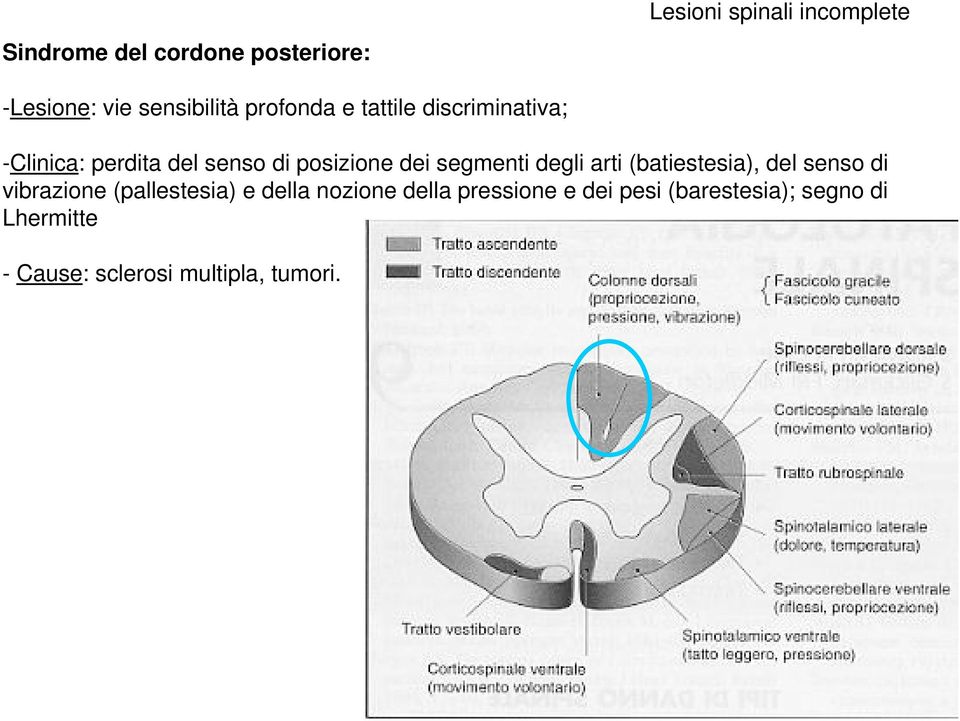 segmenti degli arti (batiestesia), del senso di vibrazione (pallestesia) e della