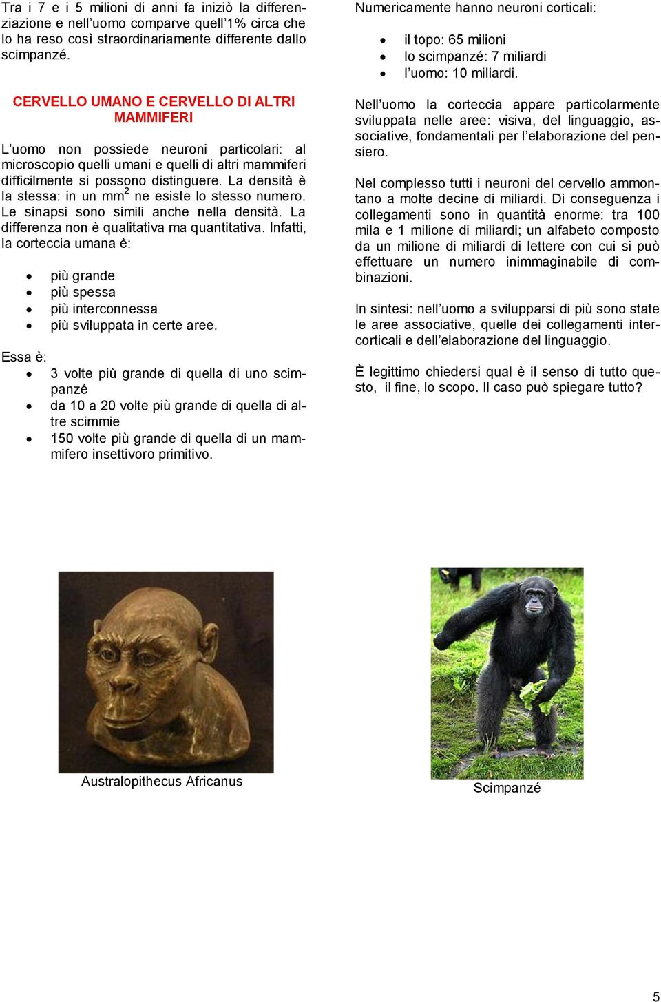 La densità è la stessa: in un mm 2 ne esiste lo stesso numero. Le sinapsi sono simili anche nella densità. La differenza non è qualitativa ma quantitativa.