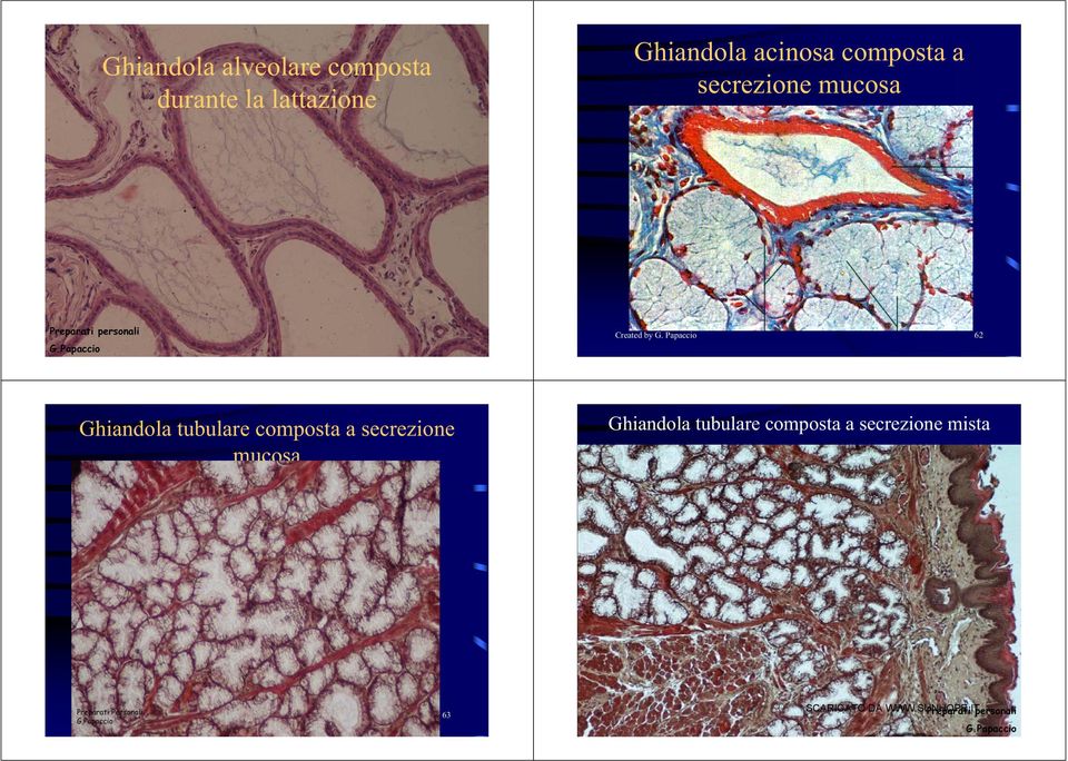 Papaccio 62 Ghiandola tubulare composta a secrezione mucosa Ghiandola tubulare