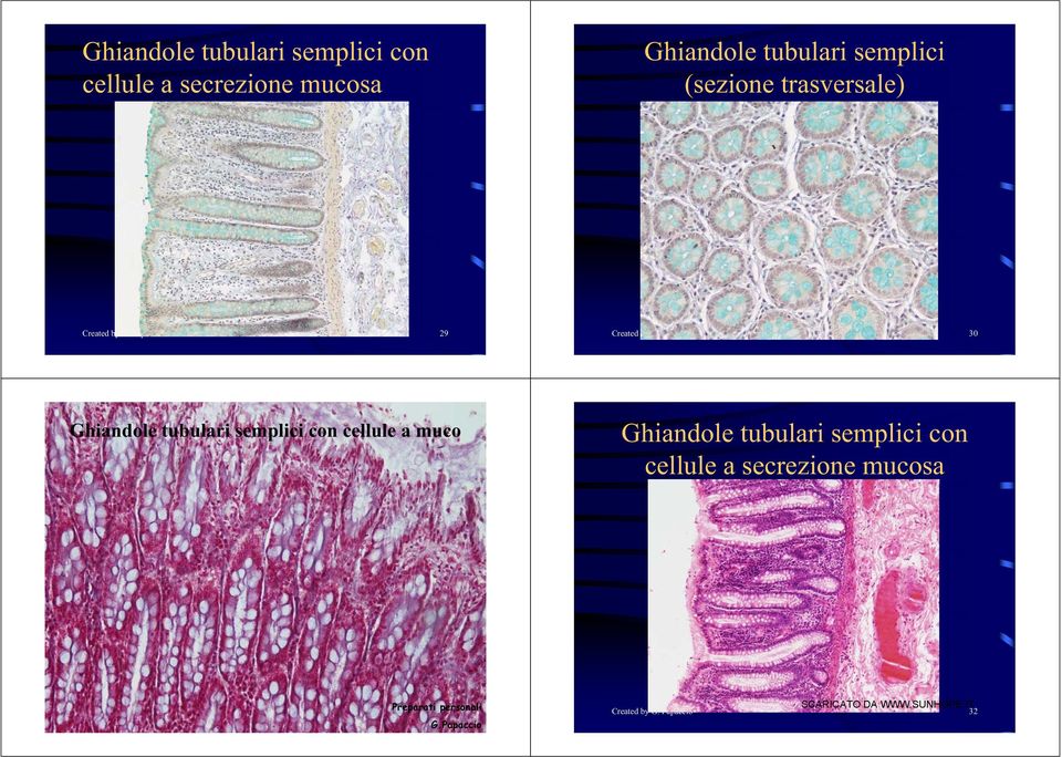 Papaccio 30 Ghiandole tubulari semplici con cellule a muco Ghiandole tubulari