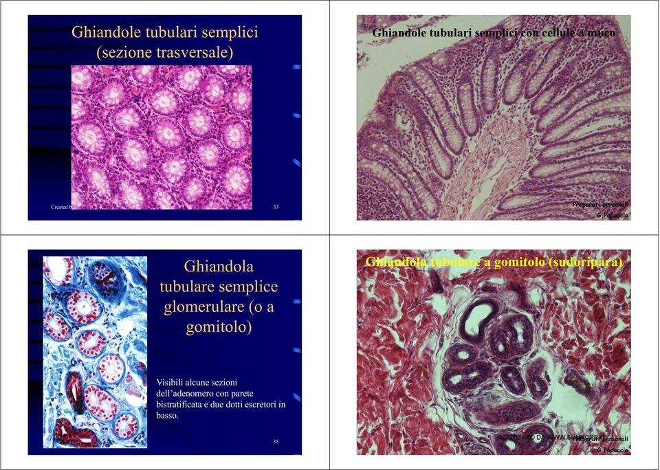 Papaccio Preparati 34 personali Ghiandola tubulare semplice glomerulare l (o a gomitolo) Ghiandola tubulare a