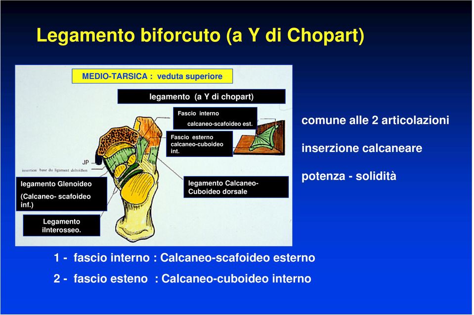 comune alle 2 articolazioni inserzione calcaneare legamento Glenoideo (Calcaneo- scafoideo inf.