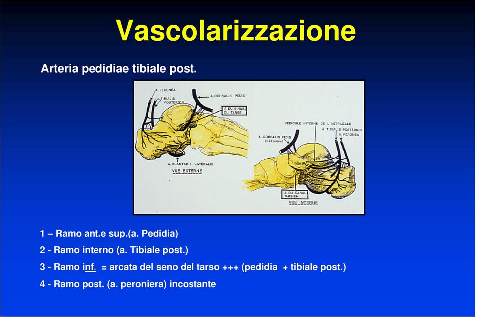 Tibiale post.) 3 - Ramo inf.