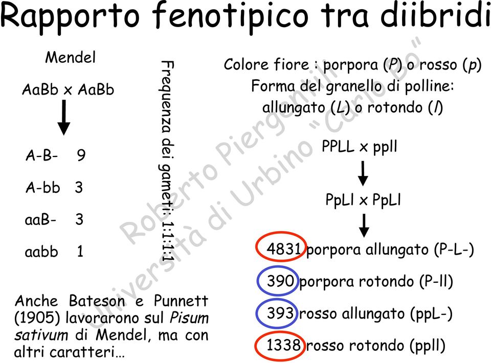 (1905) lavorarono sul Pisum sativum di Mendel, ma con altri caratteri Colore fiore : porpora (P) orosso (p)