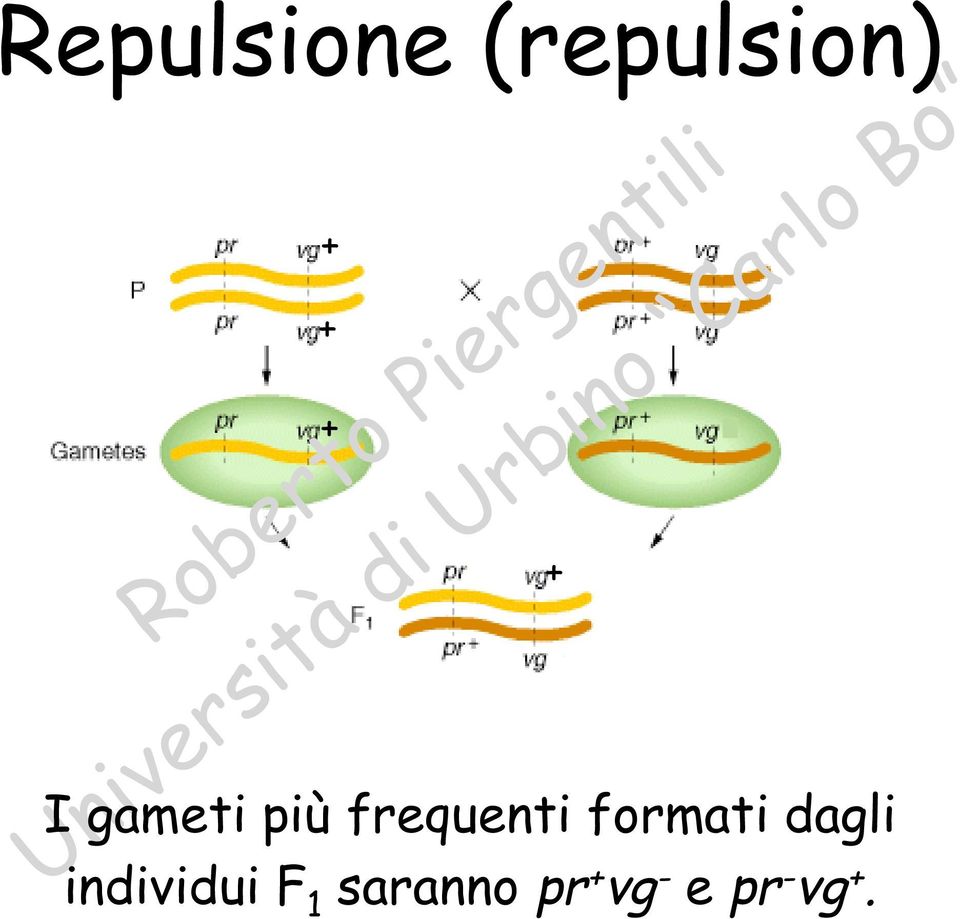 formati dagli individui F 1