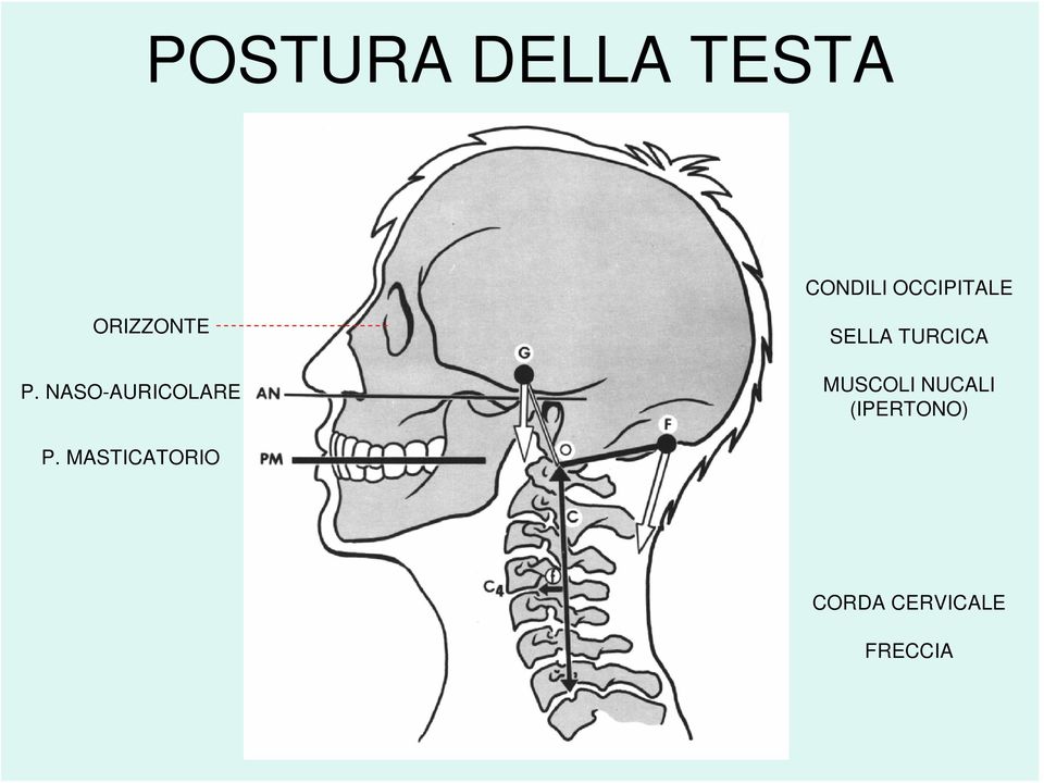 NASO-AURICOLARE SELLA TURCICA