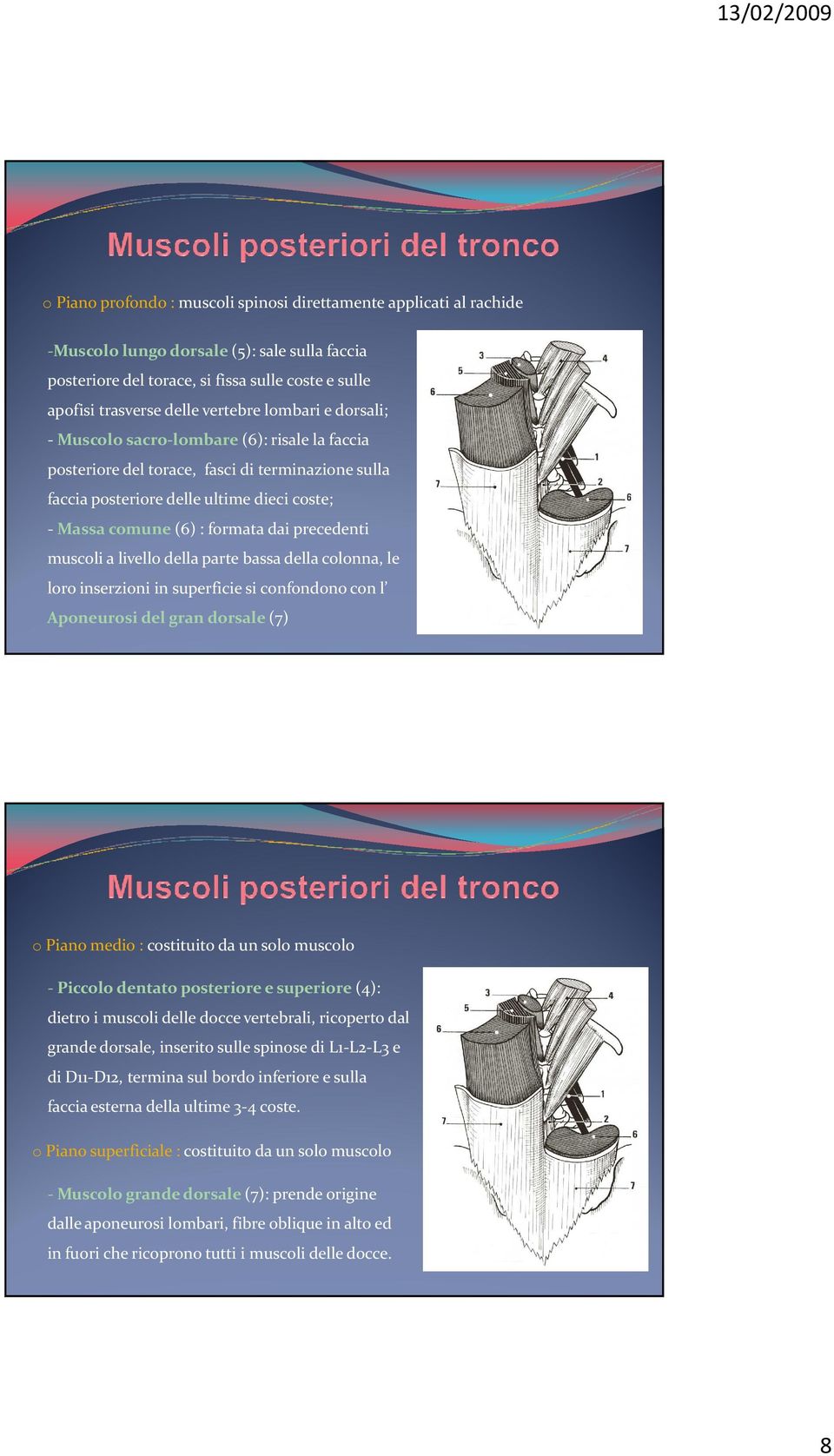 precedenti muscoli a livello della parte bassa della colonna, le loro inserzioni in superficie si confondono con l Aponeurosi del gran dorsale (7) o Piano medio : costituito da un solo muscolo