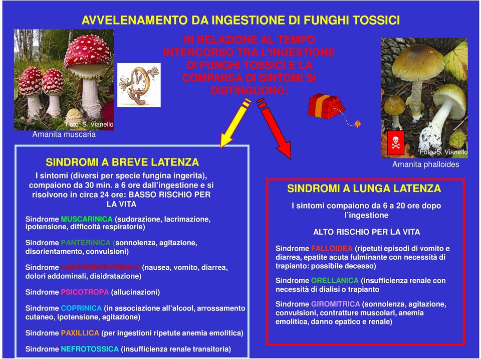 a 6 ore dall ingestione e si risolvono in circa 24 ore: BASSO RISCHIO PER LA VITA Sindrome MUSCARINICA (sudorazione, lacrimazione, ipotensione, difficoltà respiratorie) Sindrome PANTERINICA