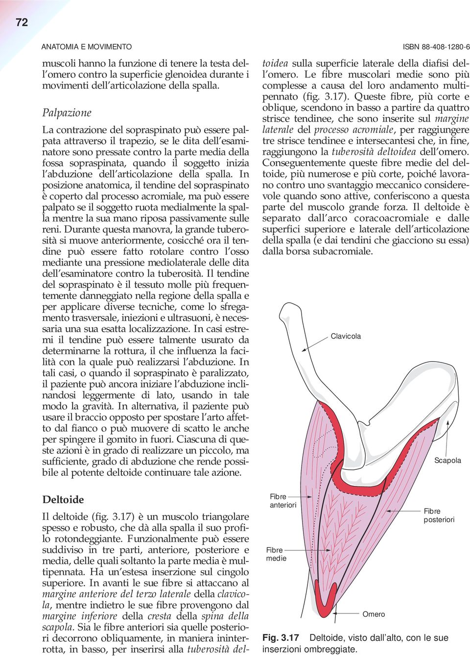 abduzione dell articolazione della spalla.