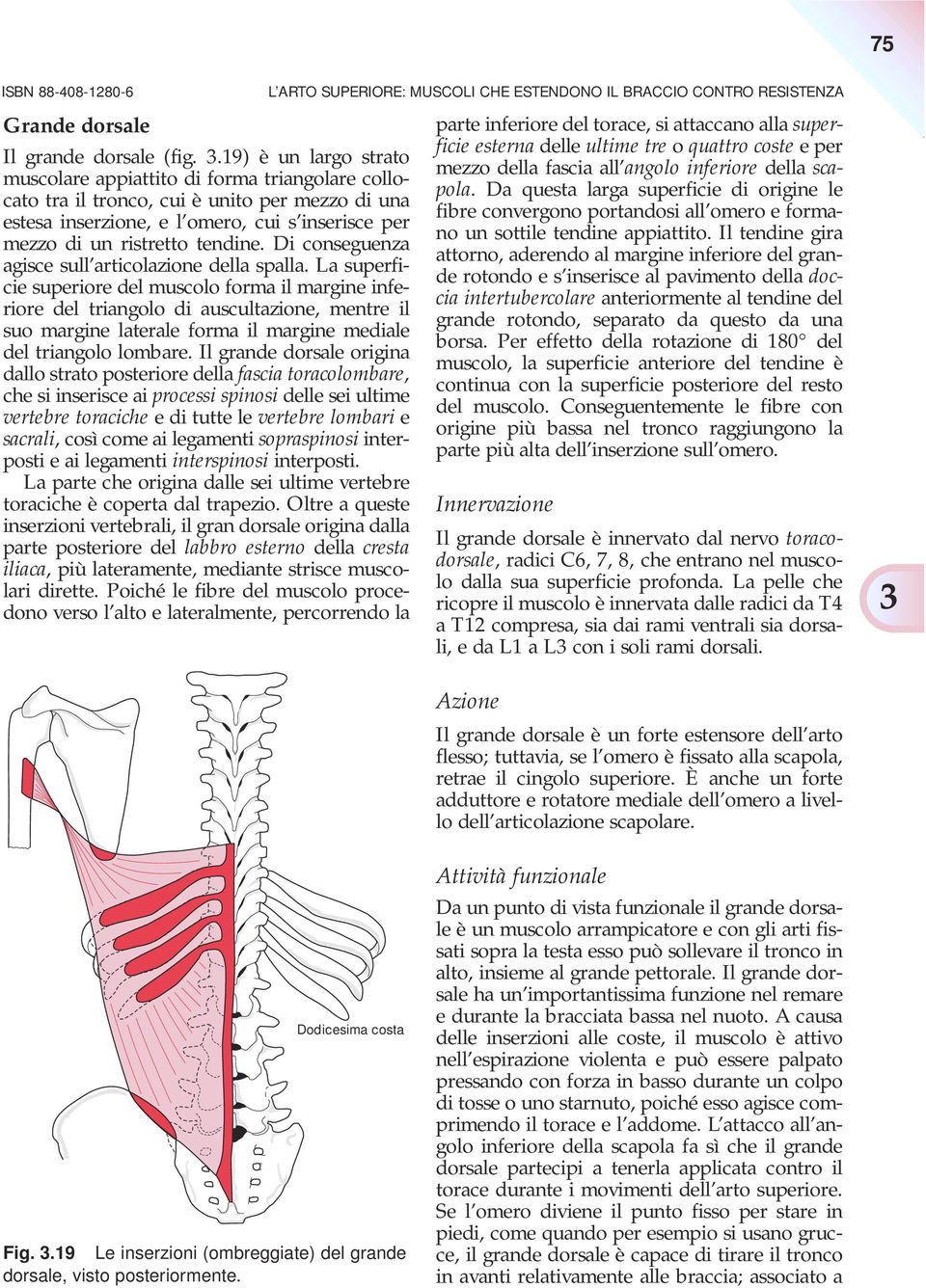 Di conseguenza agisce sull articolazione della spalla.