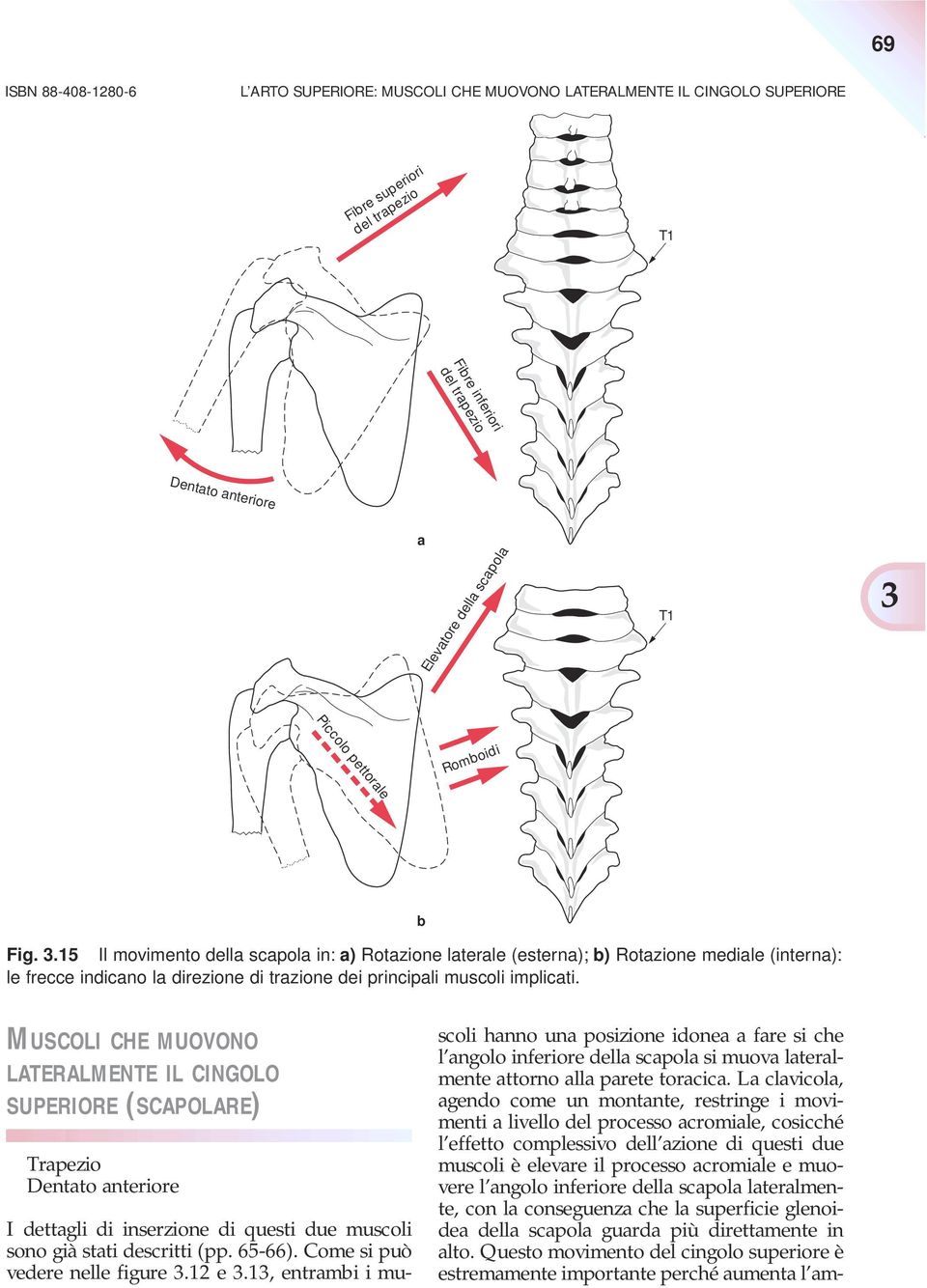 MUSCOLI CHE MUOVONO LATERALMENTE IL CINGOLO SUPERIORE (SCAPOLARE) Trapezio Dentato anteriore I dettagli di inserzione di questi due muscoli sono già stati descritti (pp. 65-66).