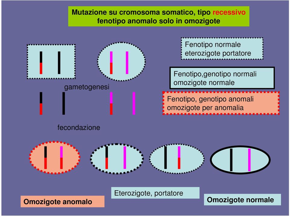 Fenotipo,genotipo normali omozigote normale Fenotipo, genotipo anomali