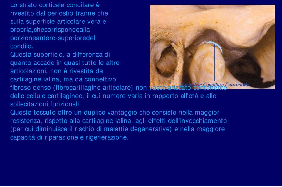 articolare) non vascolarizzato contenente delle cellule cartilaginee, il cui numero varia in rapporto all'età e alle sollecitazioni funzionali.