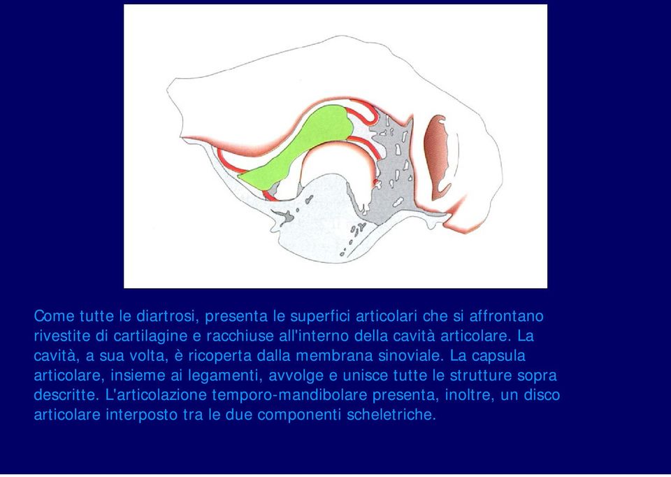 La capsula articolare, insieme ai legamenti, avvolge e unisce tutte le strutture sopra descritte.