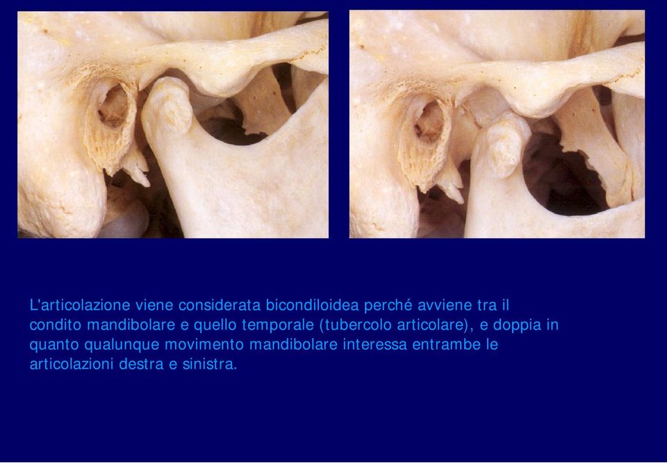 (tubercolo articolare), e doppia in quanto qualunque