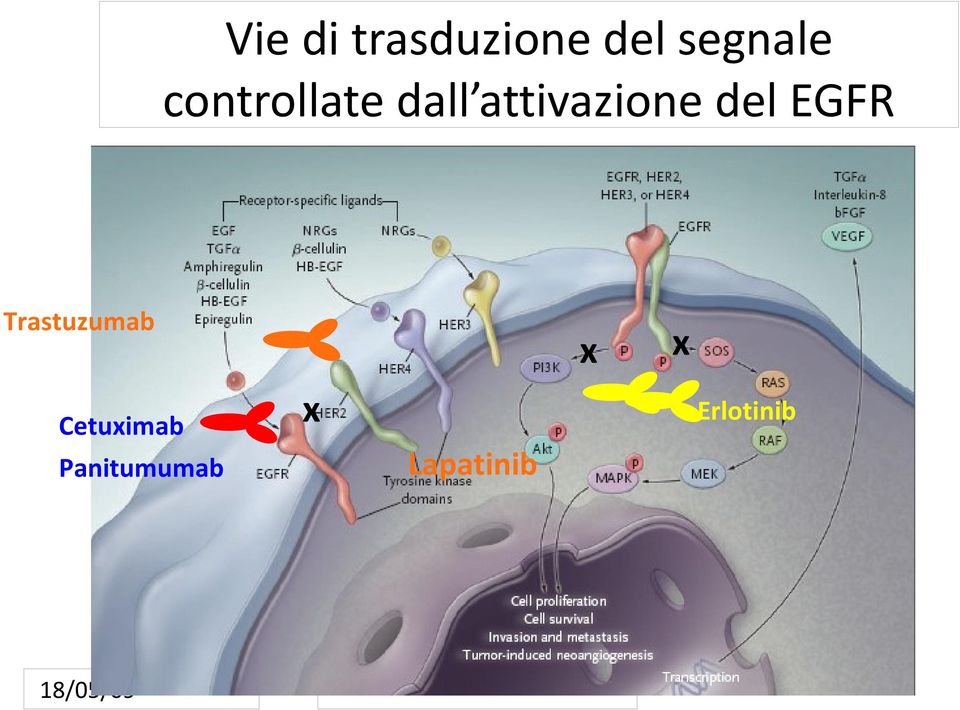 EGFR Trastuzumab x x Cetuximab