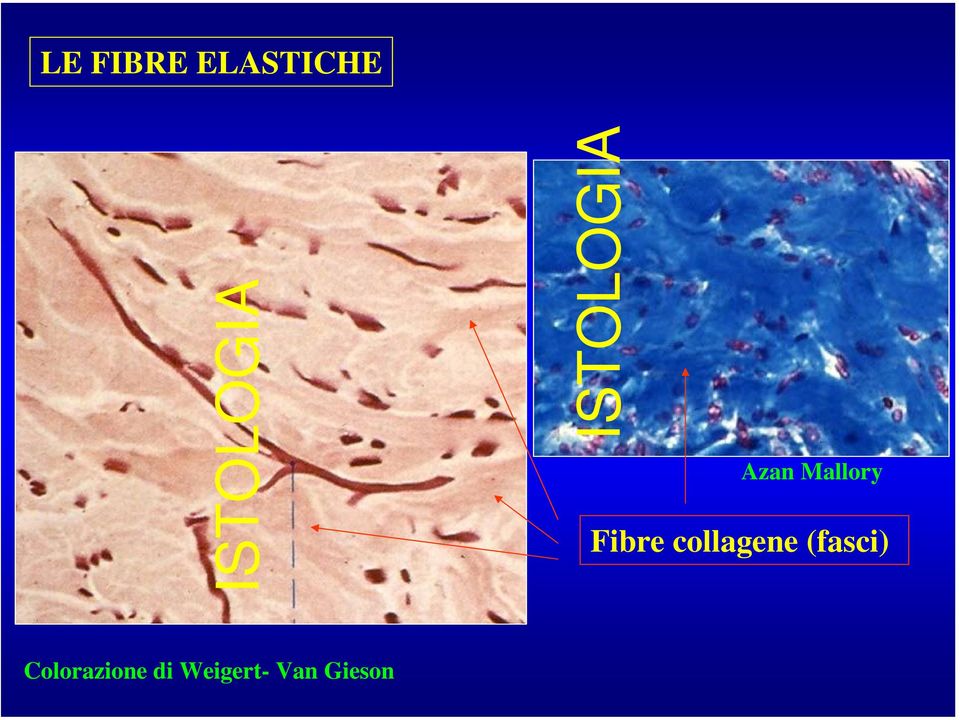 collagene (fasci)