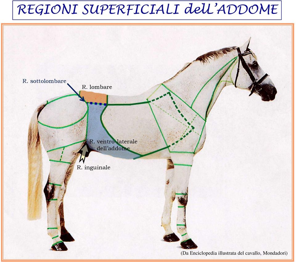 ventro-laterale dell addome R.