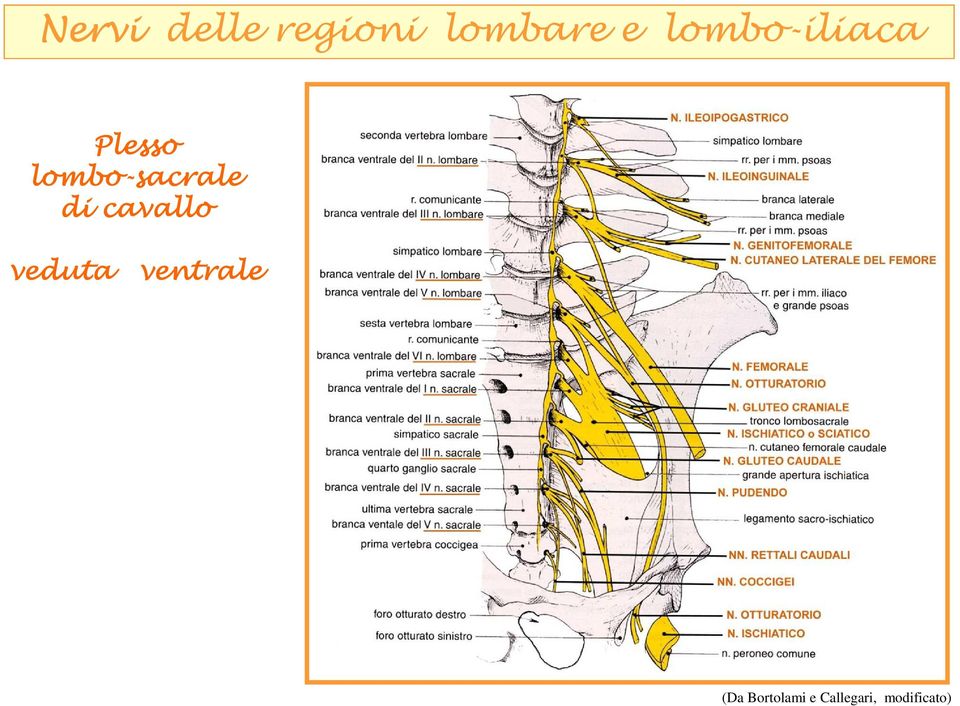 lombo-sacrale di cavallo veduta