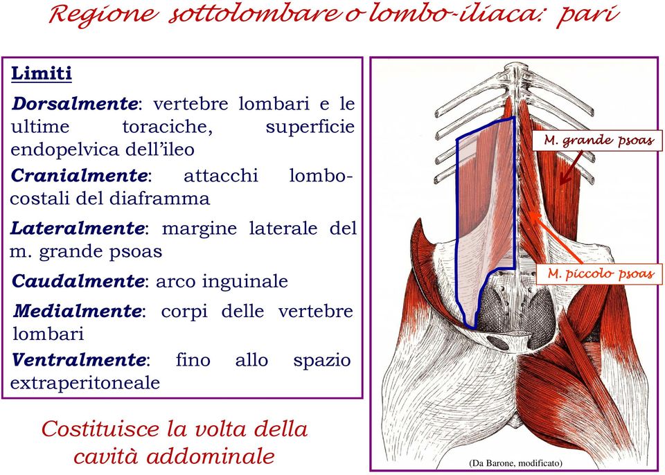 laterale del m.