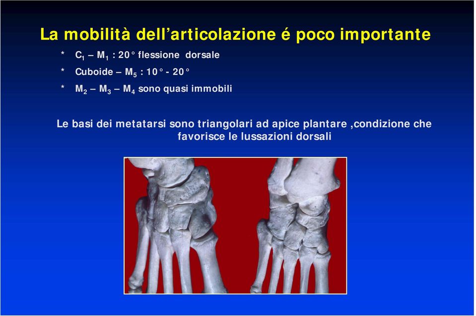 sono quasi immobili Le basi dei metatarsi sono triangolari