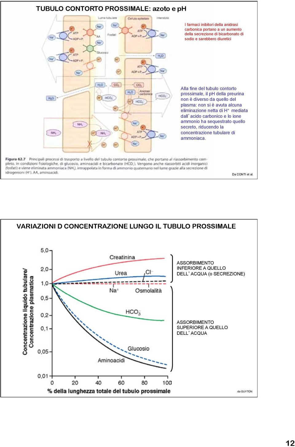 netta di H + mediata dall acido carbonico e lo ione ammonio ha sequestrato quello secreto, riducendo la concentrazione tubulare di ammoniaca. Da CONTI et al.