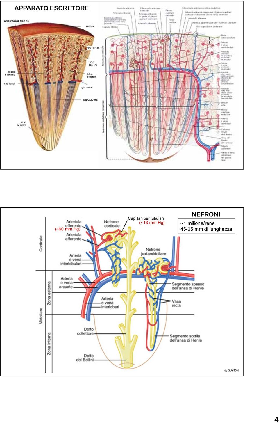 glomerulo MIDOLLARE zona papillare (~60 mm Hg) Capillari