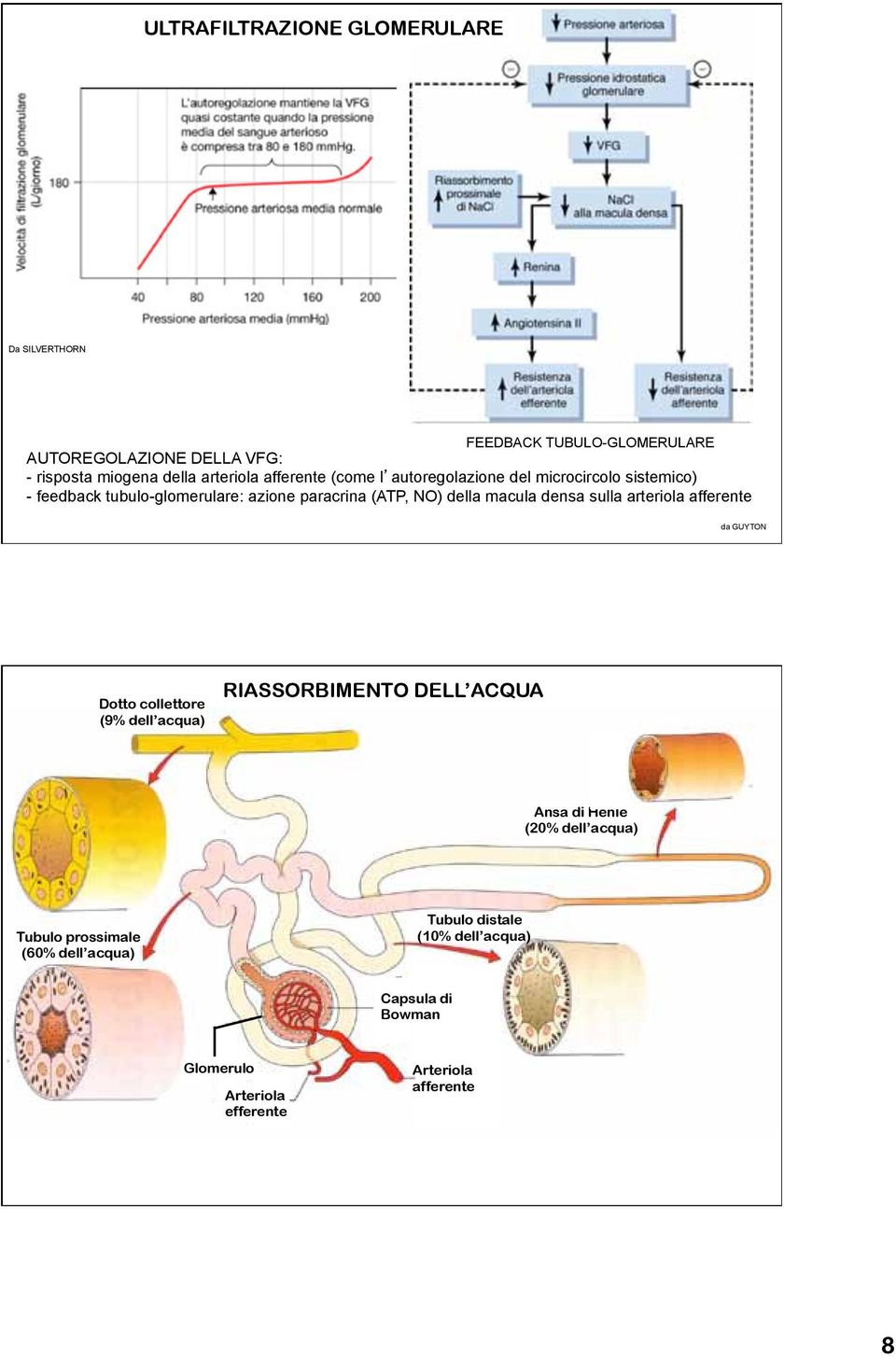 feedback tubulo-glomerulare: azione paracrina (ATP, NO) della macula densa sulla arteriola afferente da GUYTON Dotto collettore (9%