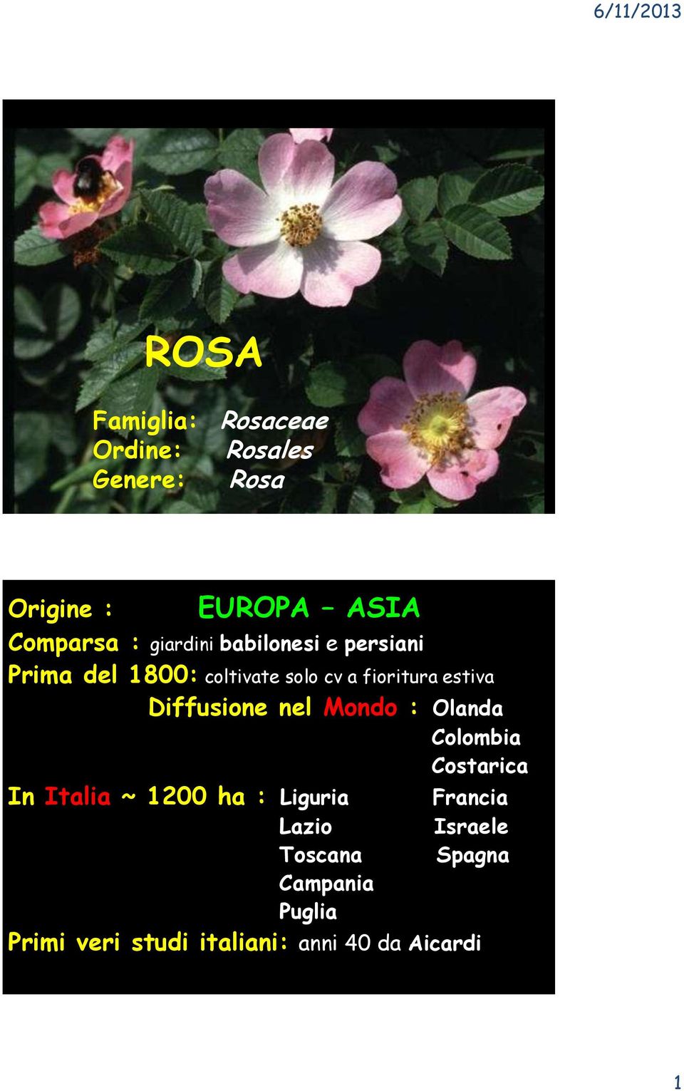 Diffusione nel Mondo : Olanda Colombia Costarica In Italia ~ 1200 ha : Liguria Francia