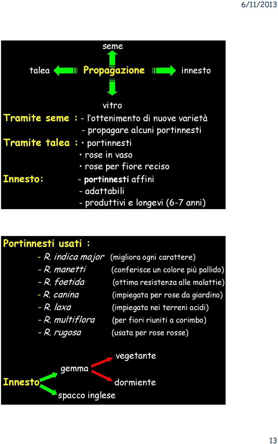 indica major (migliora ogni carattere) - R. manetti (conferisce un colore più pallido) - R. foetida (ottima resistenza alle malattie) - R.