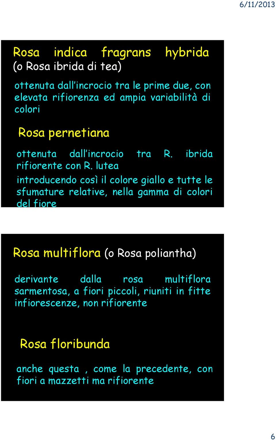 lutea introducendo così il colore giallo e tutte le sfumature relative, nella gamma di colori del fiore Rosa multiflora (o Rosa