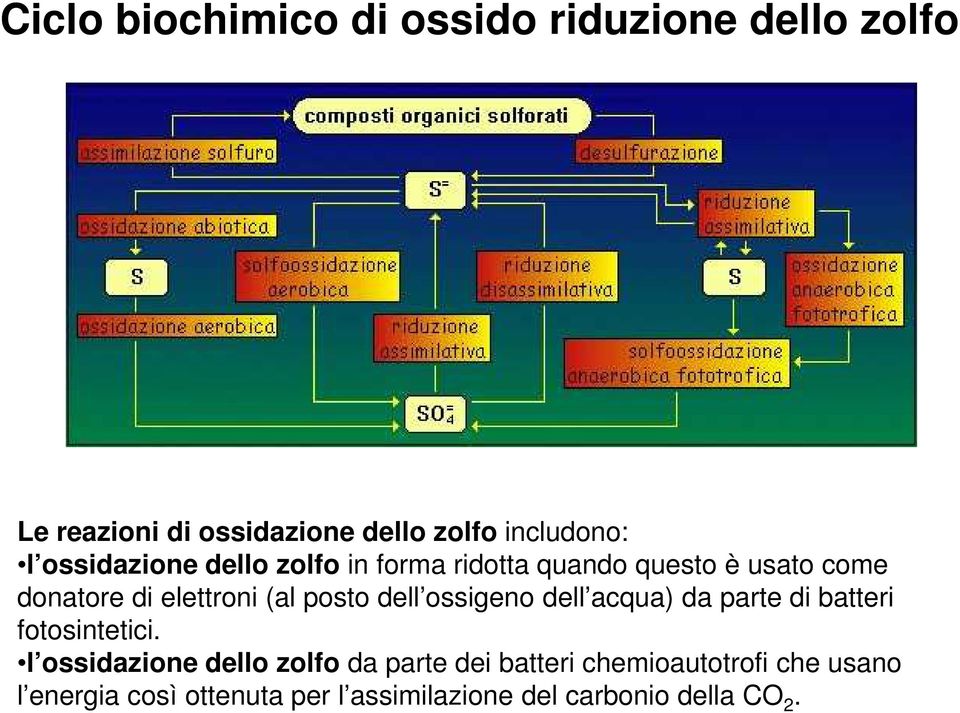 dell ossigeno dell acqua) da parte di batteri fotosintetici.