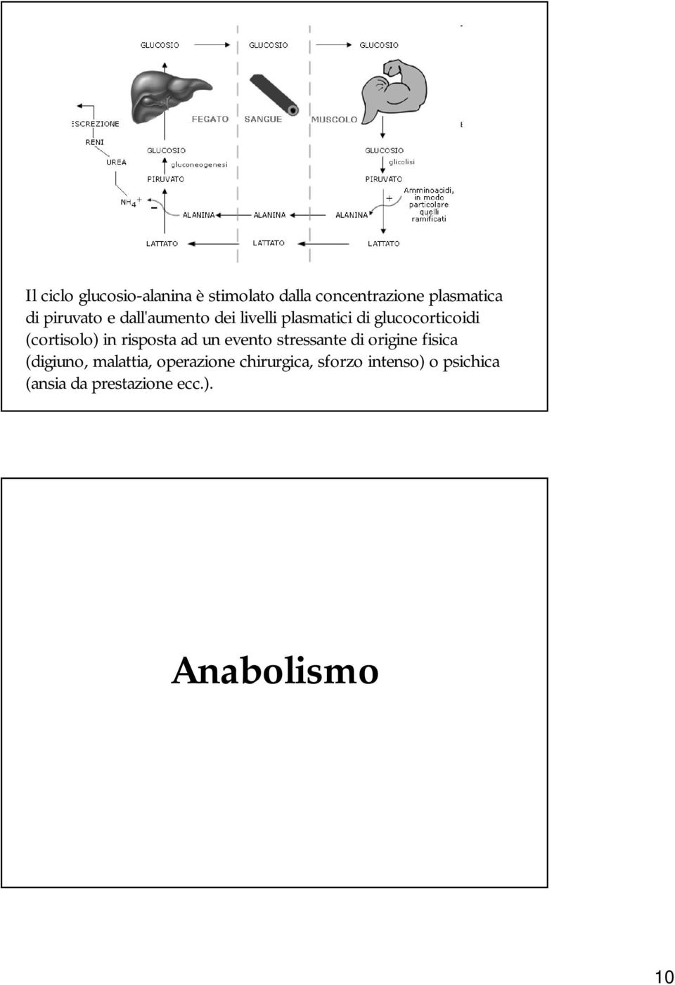 in risposta ad un evento stressante di origine fisica (digiuno, malattia,