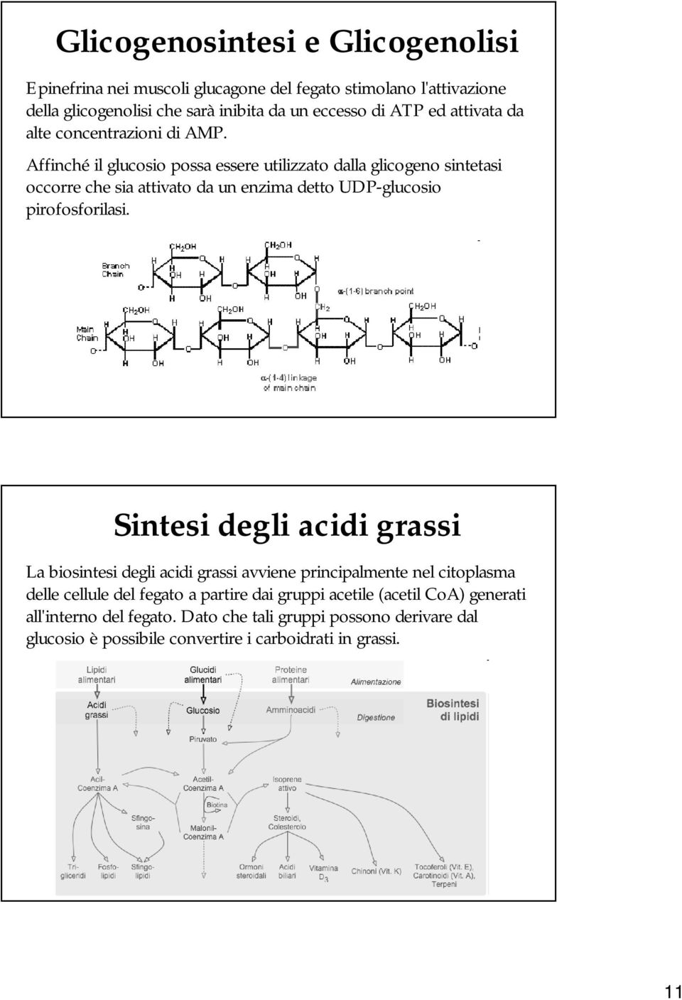 Affinché il glucosio possa essere utilizzato dalla glicogeno sintetasi occorre che sia attivato da un enzima detto UDP-glucosio pirofosforilasi.