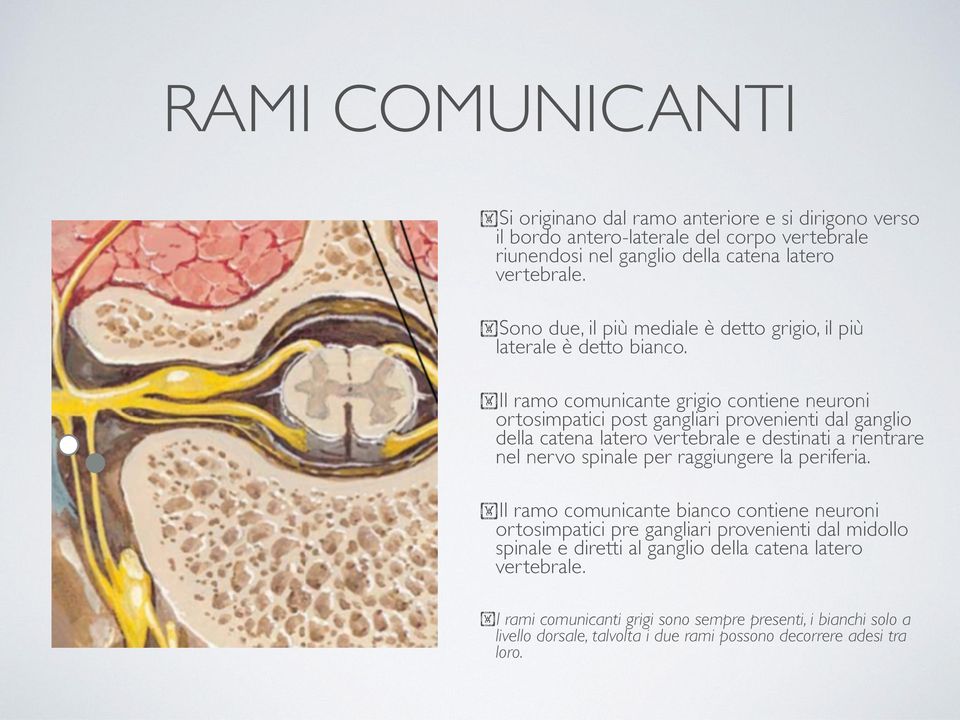 Il ramo comunicante grigio contiene neuroni ortosimpatici post gangliari provenienti dal ganglio della catena latero vertebrale e destinati a rientrare nel nervo spinale per