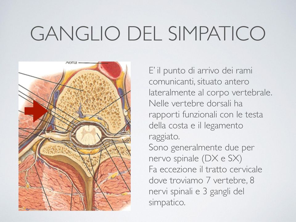 Nelle vertebre dorsali ha rapporti funzionali con le testa della costa e il legamento